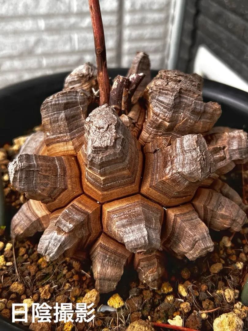 特大size 【亀甲竜】 1点もの 鉢のまま発送します