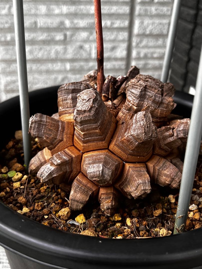 特大size 【亀甲竜】 1点もの 鉢のまま発送します