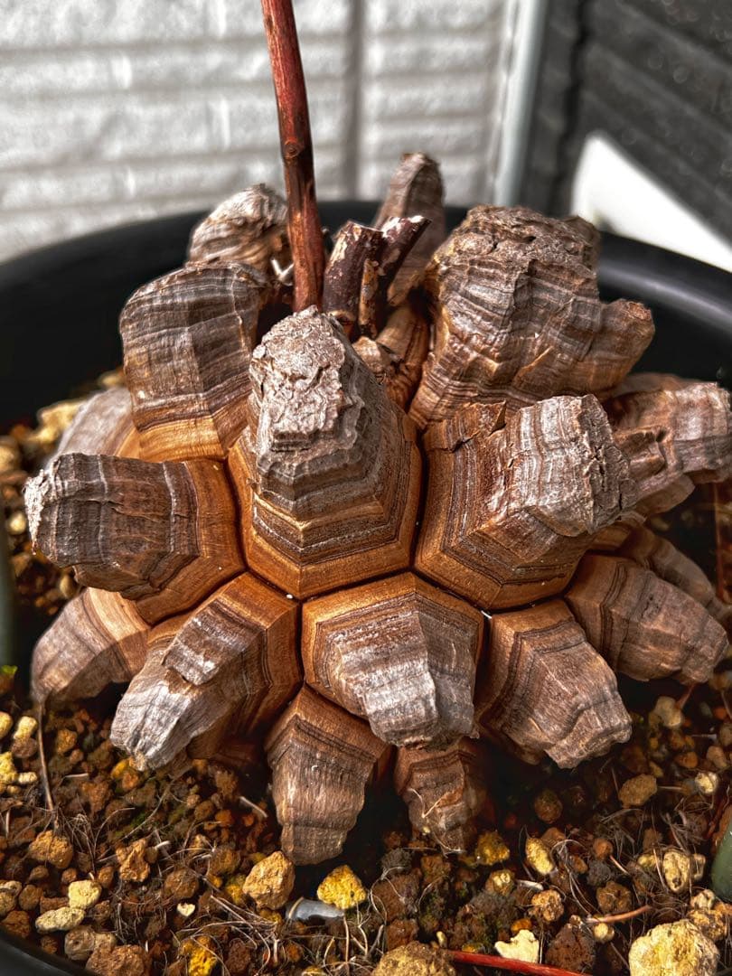 特大size 【亀甲竜】 1点もの 鉢のまま発送します