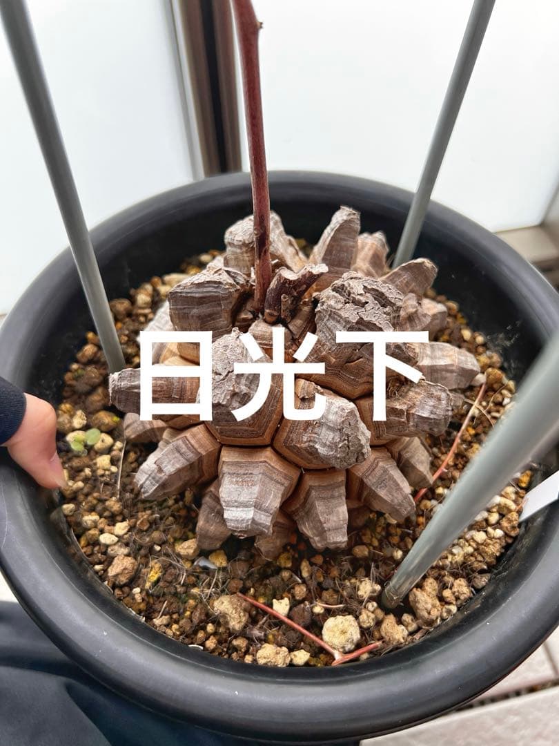 特大size 【亀甲竜】 1点もの 鉢のまま発送します