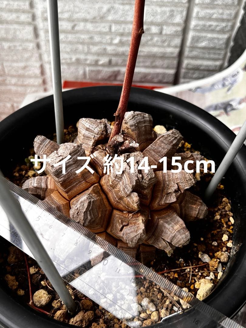 特大size 【亀甲竜】 1点もの 鉢のまま発送します