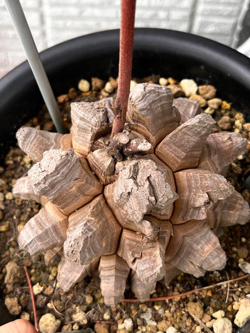 特大size 【亀甲竜】 1点もの 鉢のまま発送します