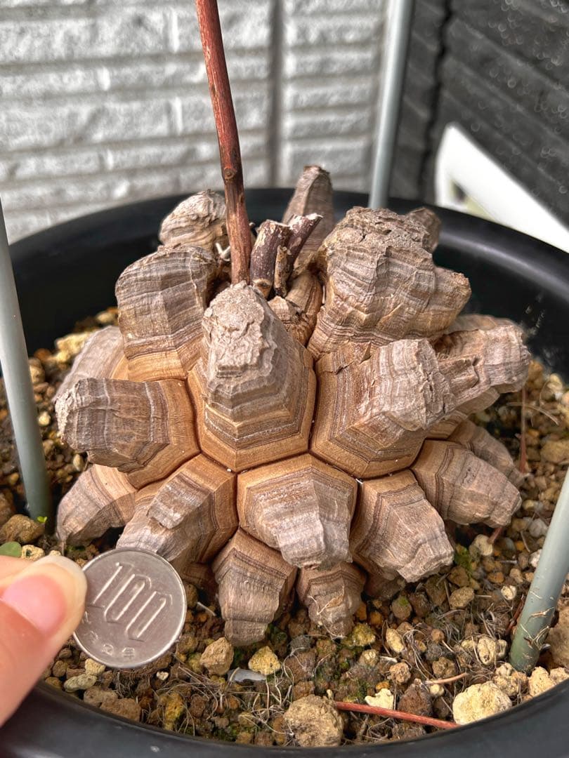 特大size 【亀甲竜】 1点もの 鉢のまま発送します