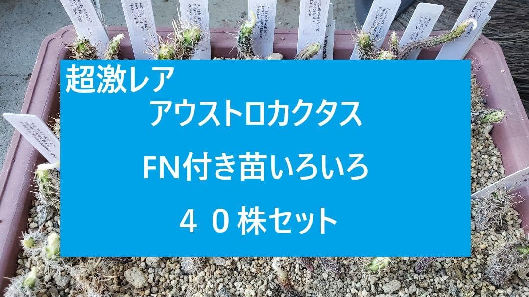 超激レア　アウストロカクタス　FN付き苗色々　４０株セット