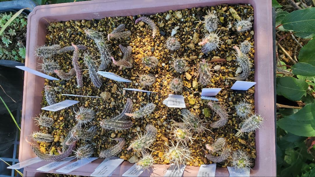 超激レア　アウストロカクタス　FN付き苗色々　４０株セット