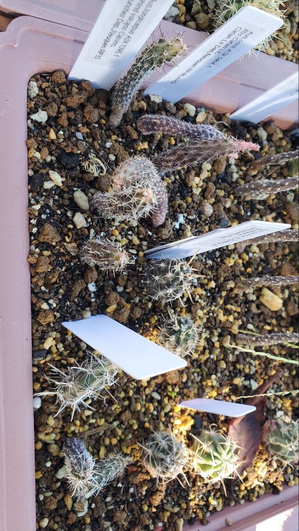 超激レア　アウストロカクタス　FN付き苗色々　４０株セット