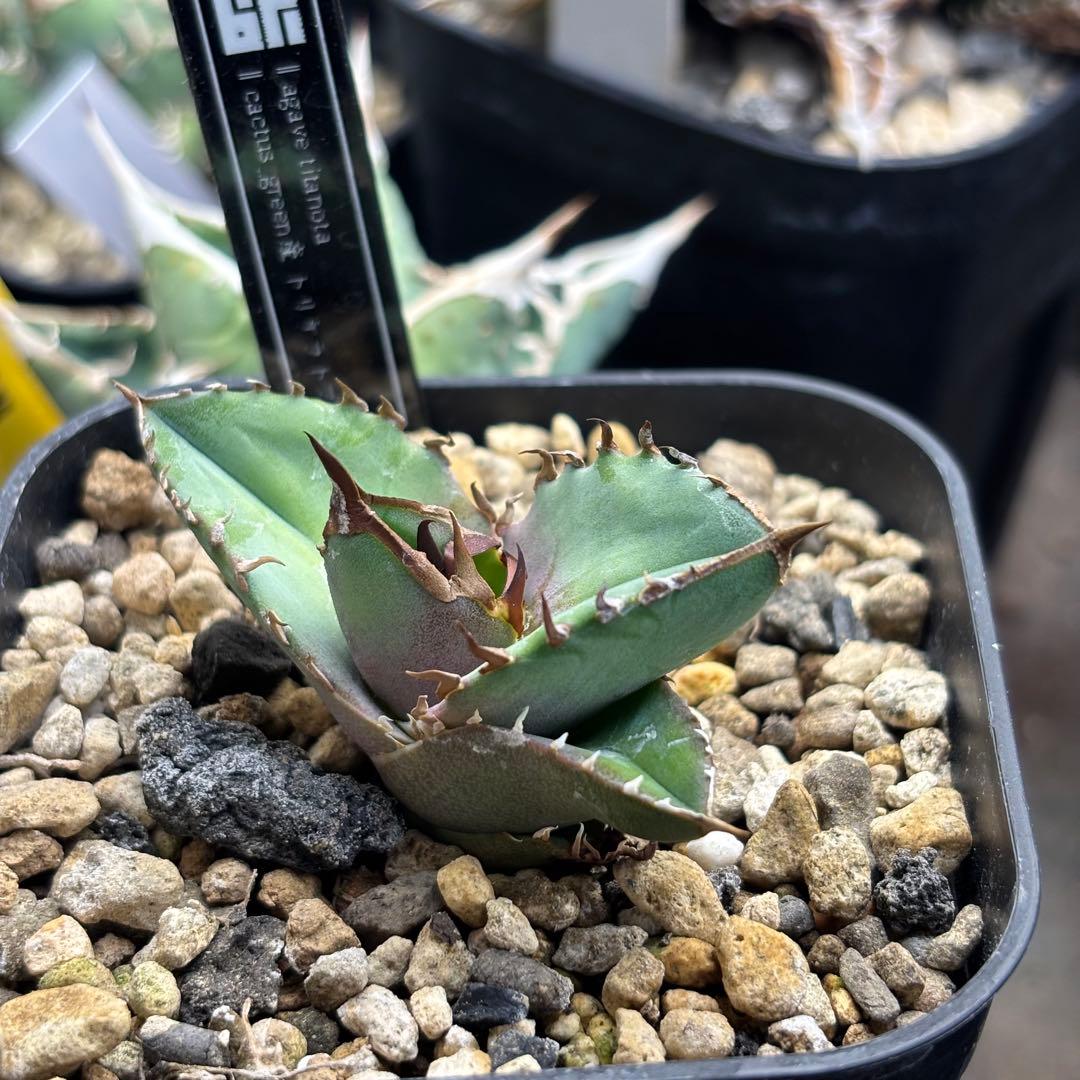 アガベ トリケラトプス カクタスグリーン　子株