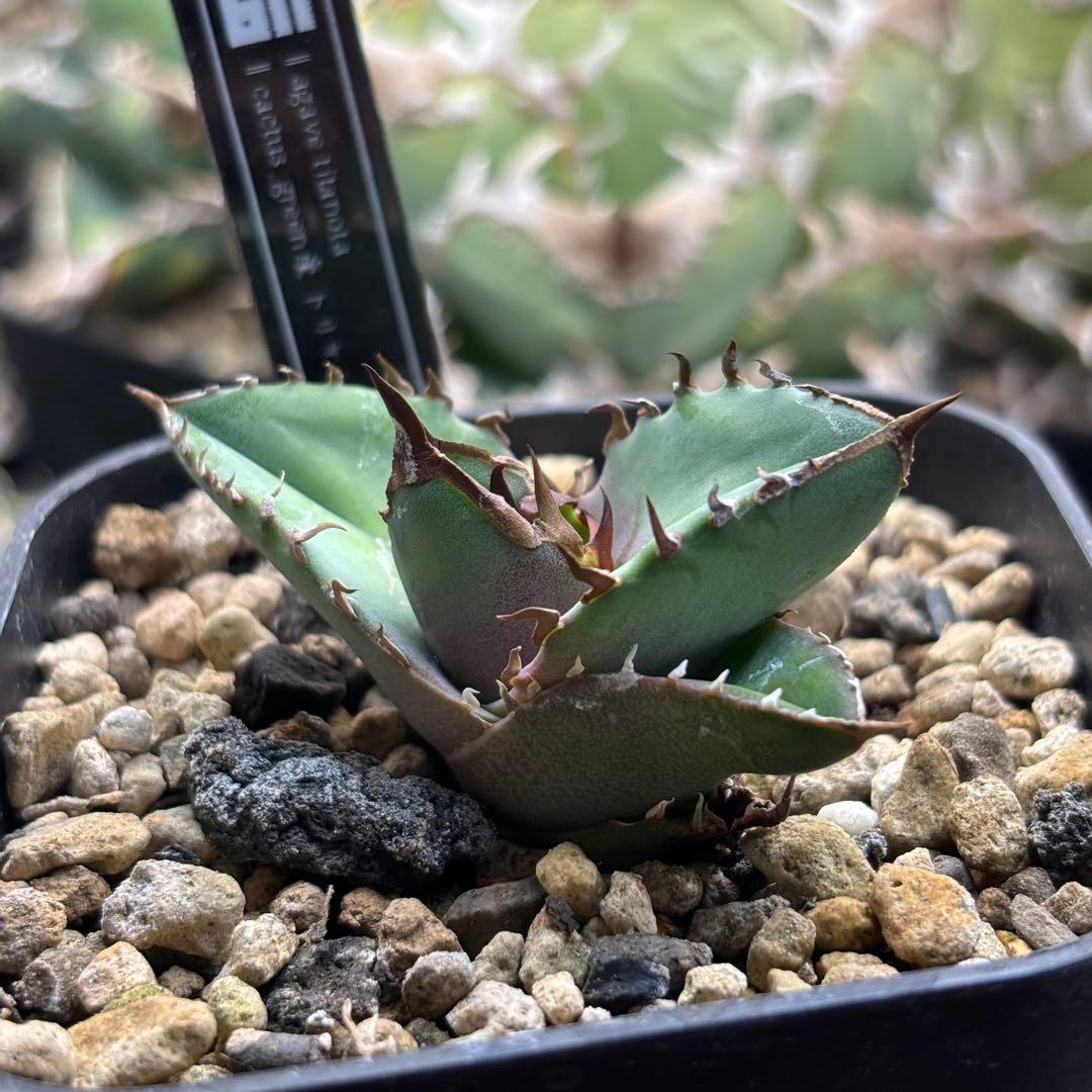 アガベ トリケラトプス カクタスグリーン　子株