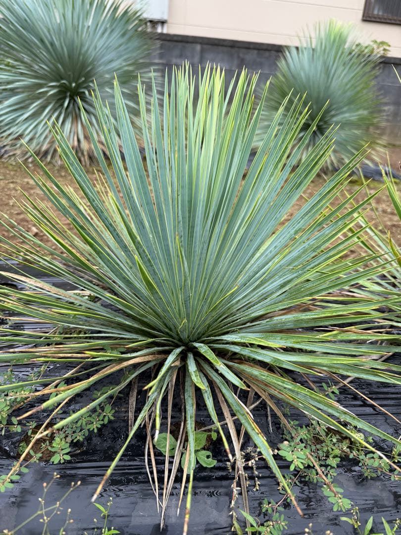 ユッカ　ロストラータ　　お任せ株