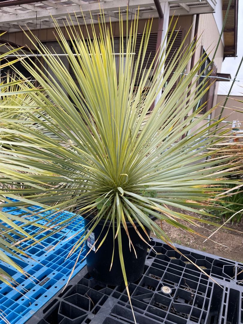 ユッカ　ロストラータ　　お任せ株