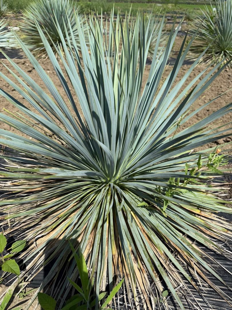 ユッカ　ロストラータ　　お任せ株
