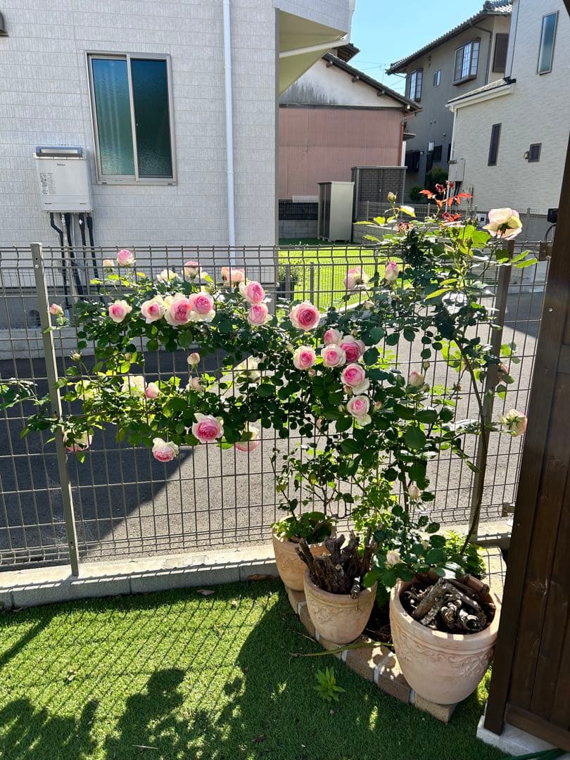 バラ苗　ピエールドゥロンサール　5年生苗