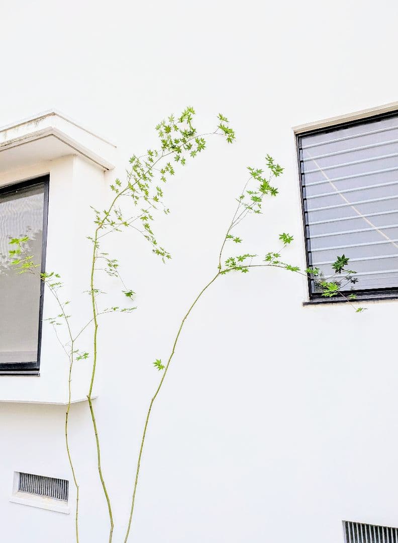 特価！清流の如く。山採りコハウチワカエデ。