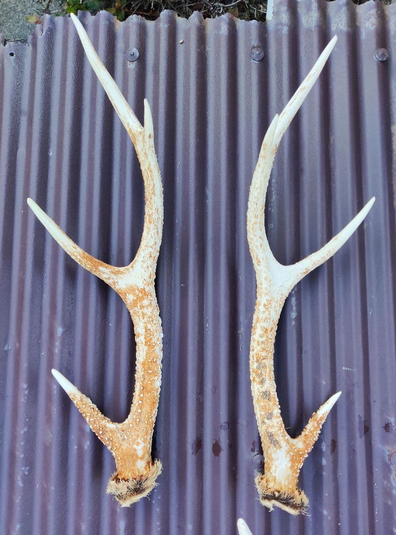 ニホンジカ鹿角３対＋３本 計９本 今季狩猟捕獲品 １本は自然落下角