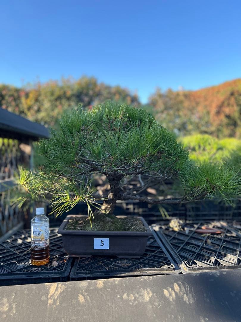初売り　赤松盆栽　中品　極上品