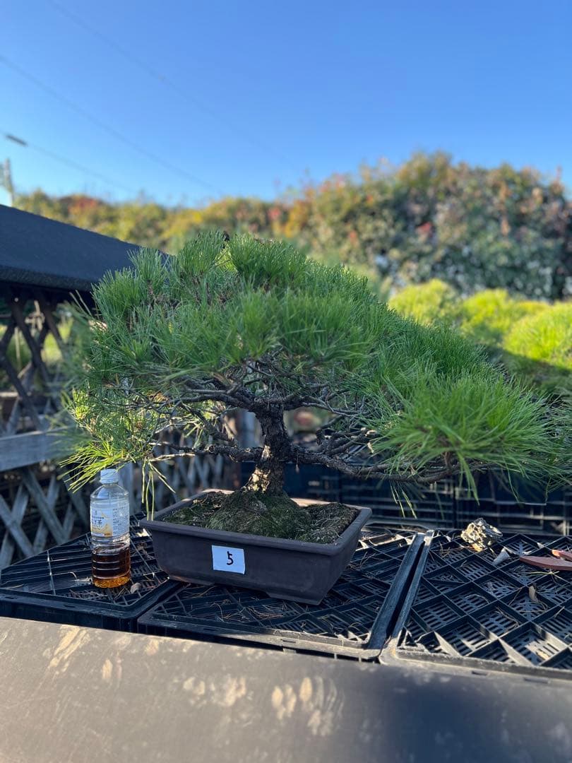 初売り　赤松盆栽　中品　極上品