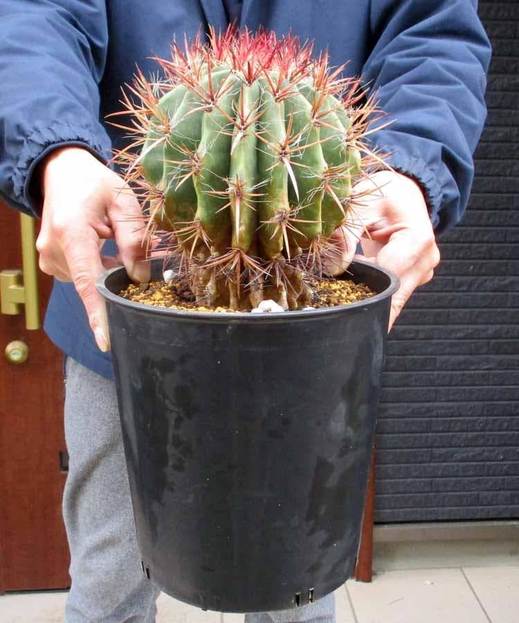 【現品】サボテン・フェロカクタス　赤鳳　７号　４C番