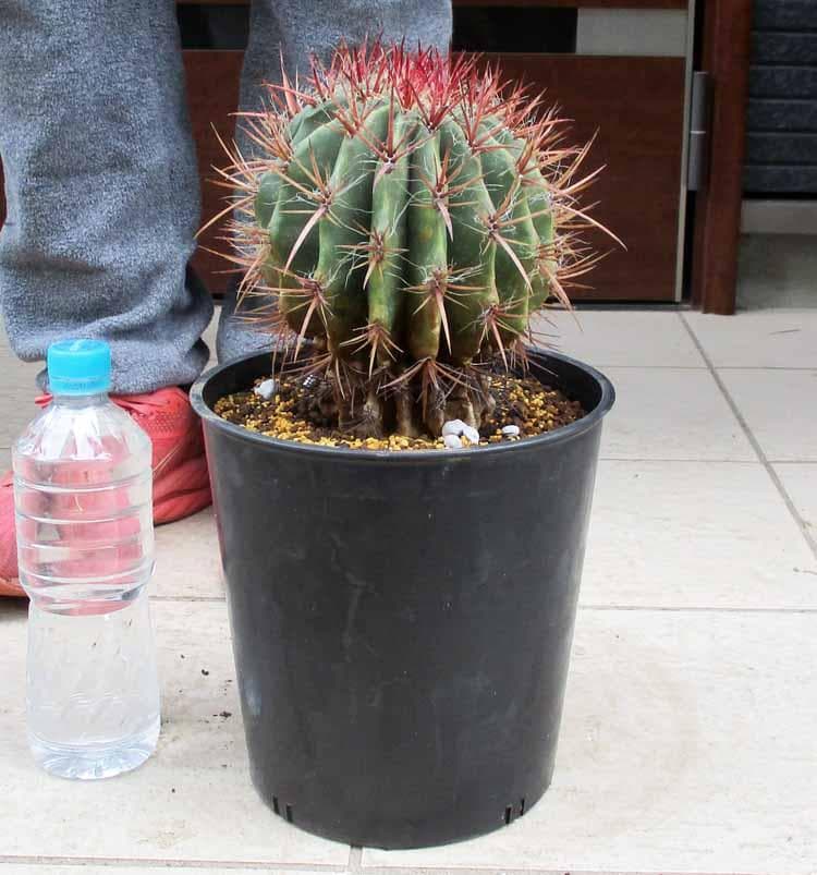 【現品】サボテン・フェロカクタス　赤鳳　７号　４C番