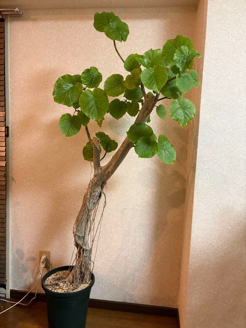 (引き取り限定)フィカス ウンベラータ 10号　幹極太