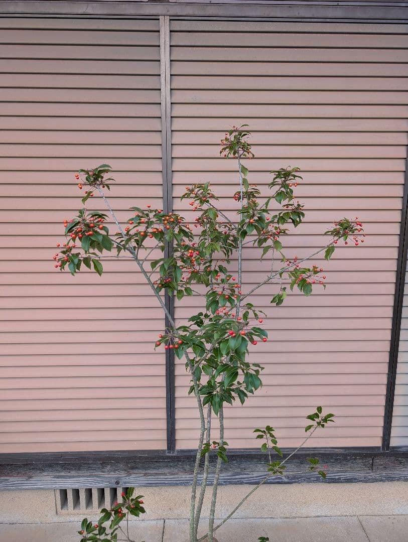 ソヨゴ　株立　雌株　①