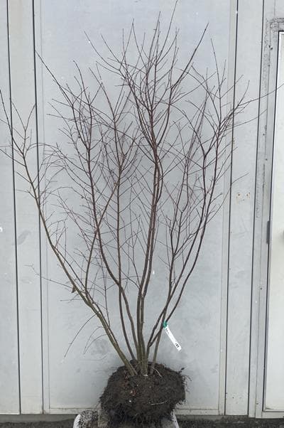 《現品》イロハモミジ　株立ち　樹高1.5ｍ（根鉢含まず）185【紅葉/苗木/植木