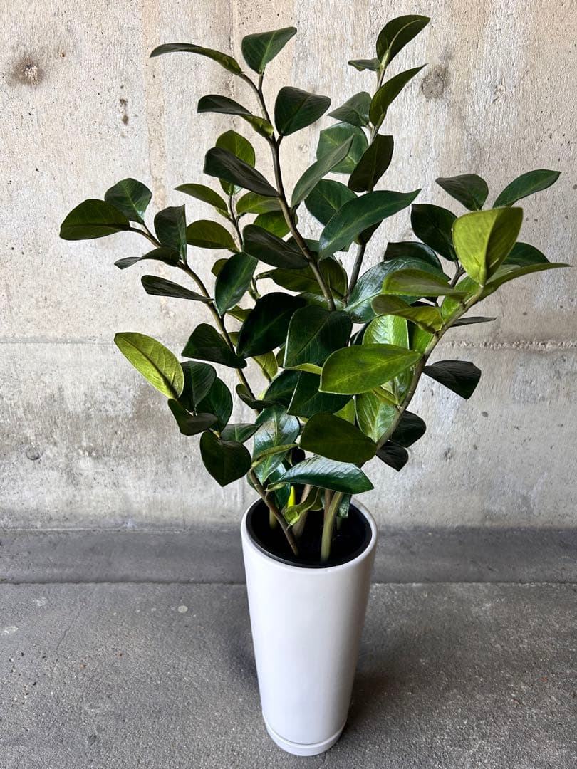 光触媒　人工観葉植物　ウォールグリーン　フェイクグリーン　ザミフォリアg