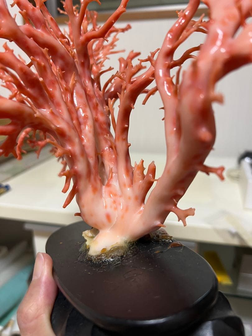 天然深海赤珊瑚　ピンク珊瑚 枝珊瑚　置物 宝石　原木　sango サンゴ　希少