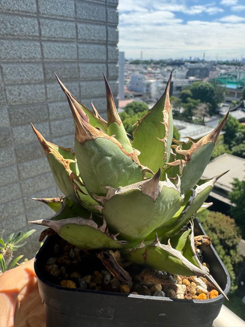 親株 写真現物 ライムグリーン系 アガベチタノタオテロイノーネーム