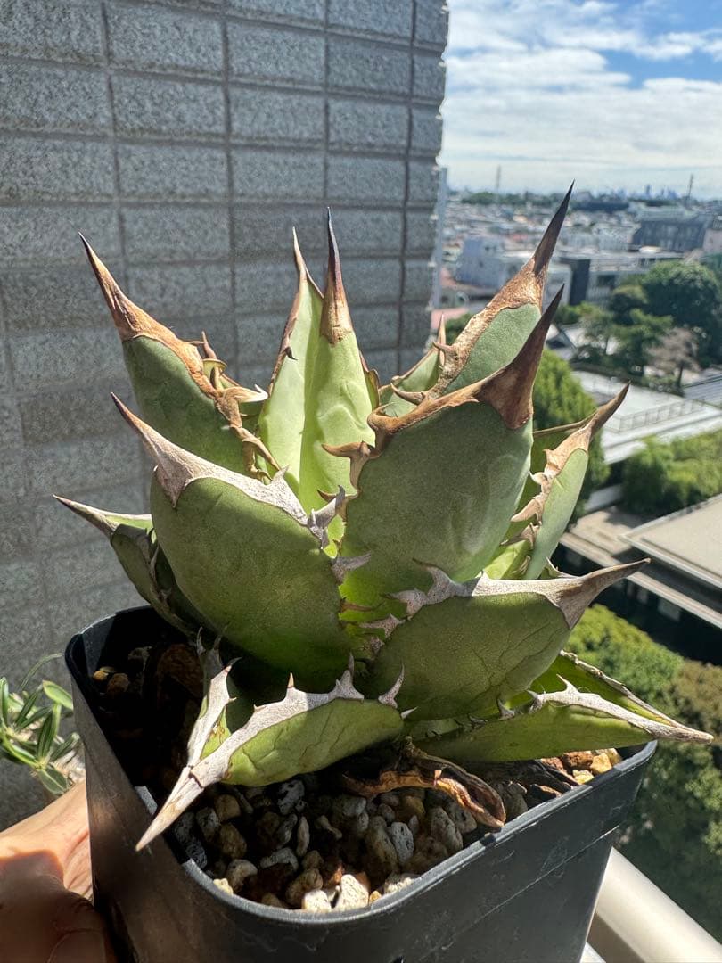 親株 写真現物 ライムグリーン系 アガベチタノタオテロイノーネーム