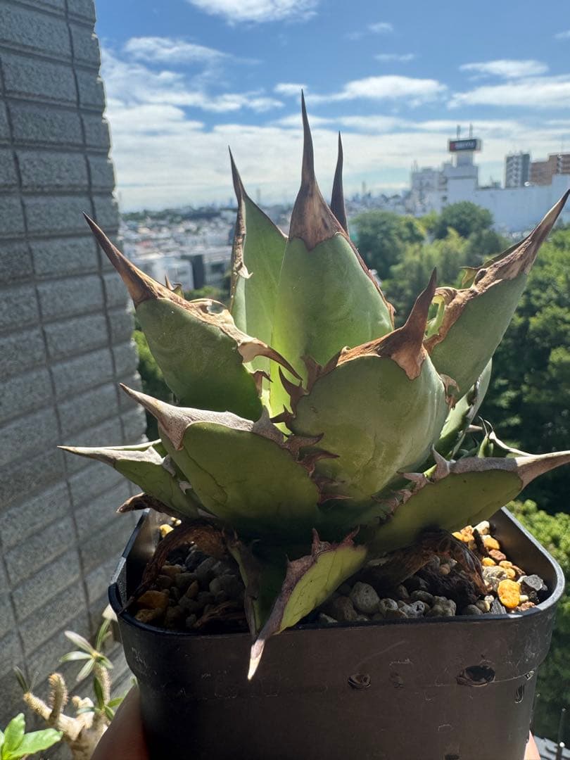 親株 写真現物 ライムグリーン系 アガベチタノタオテロイノーネーム