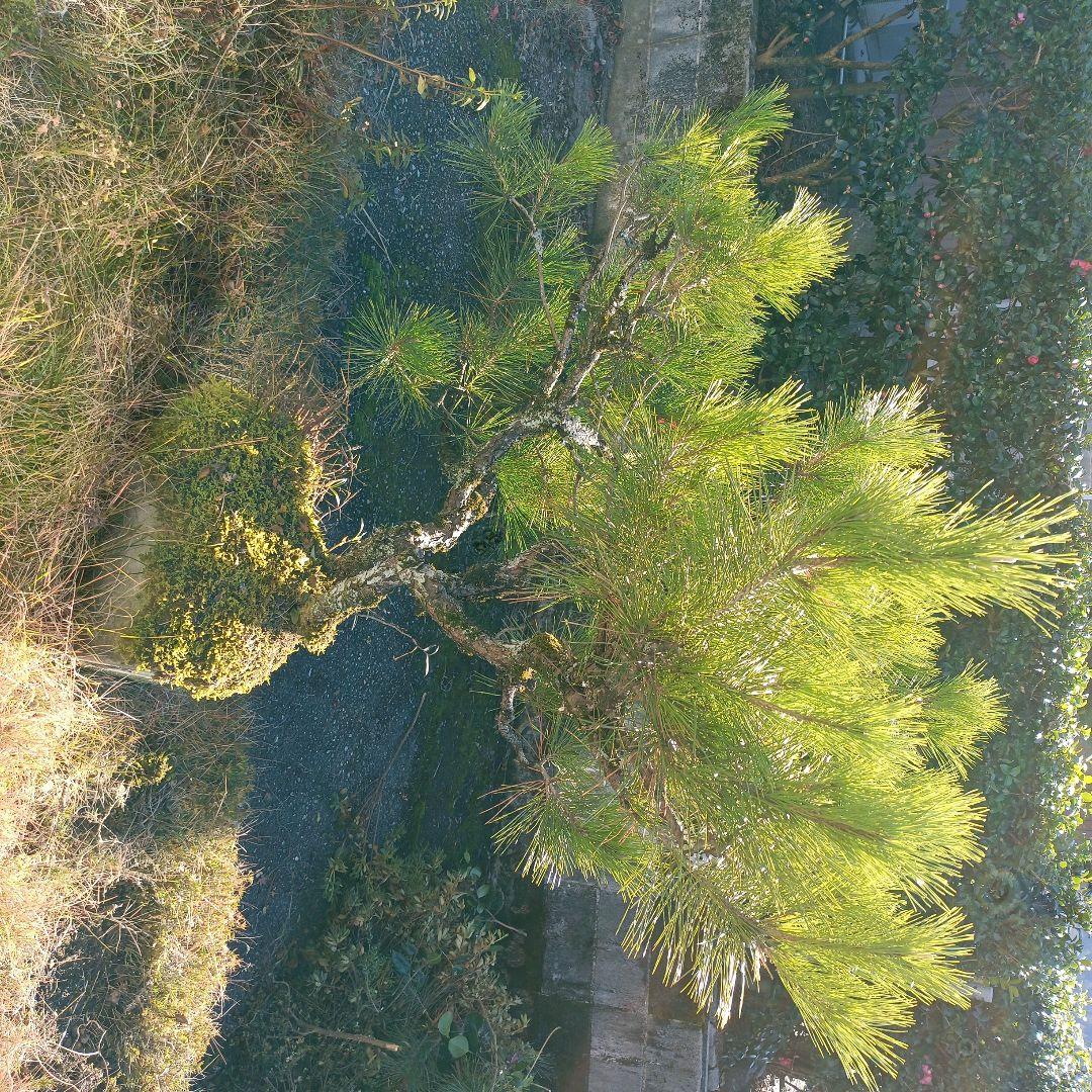 松の盆栽 大型 苔付き　石付け