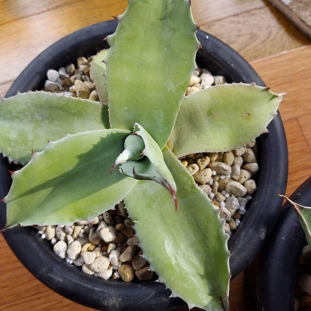 カスタムオーダー　同梱割引適用