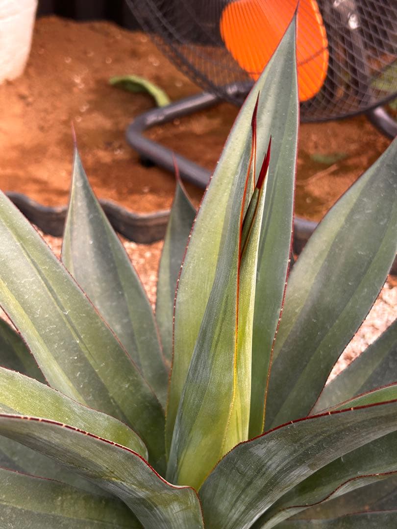 【アガベ】大株　オブスキュラ　レッドスカイライン　直径50cm