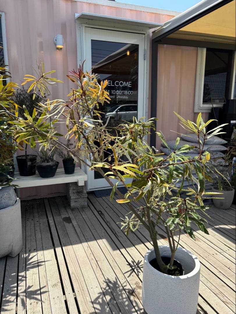 バンクシアプラジオカルパ　ブルーバンクシア　激レア　超希少！