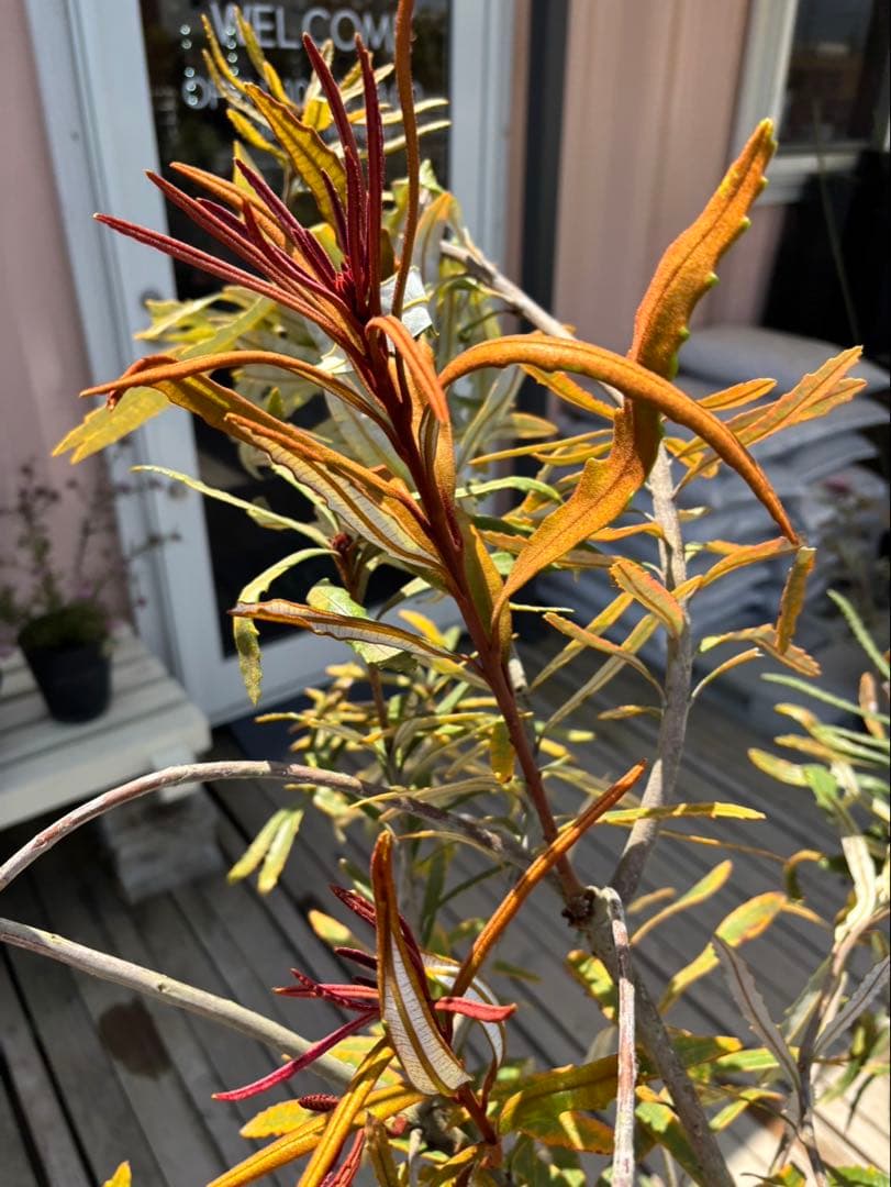 バンクシアプラジオカルパ　ブルーバンクシア　激レア　超希少！