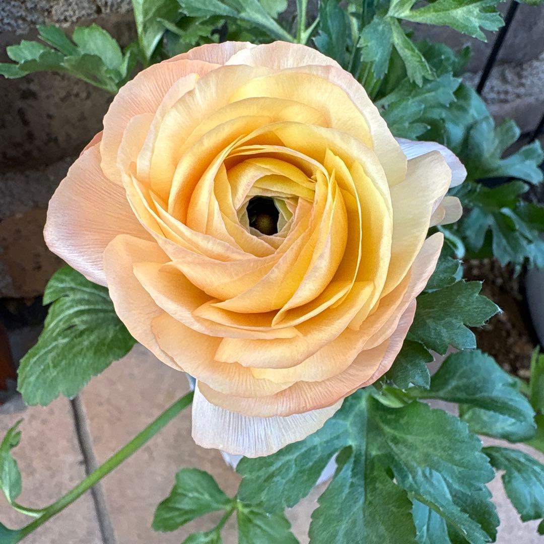 ラナンキュラス綾リッチ