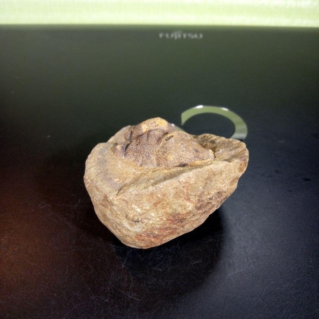 三葉虫　化石　fossil　海　ボリビア産　trilobite　ボリビア化石郡⑥