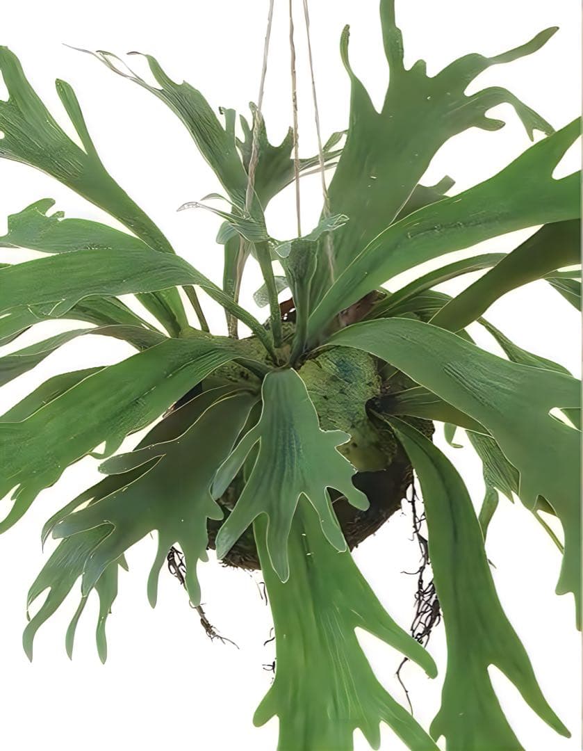 光触媒　人工観葉植物　ウォールグリーン　フェイクグリーン　コウモリランモスボール