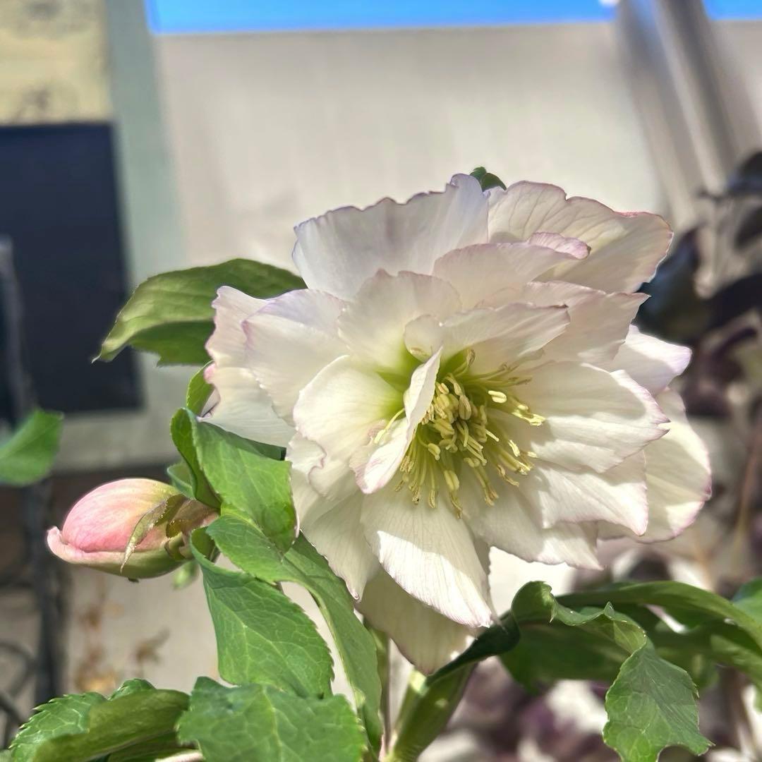 【野田園芸】クリスマスローズ　ダブル　ホワイト系ピコティ　《1/25》