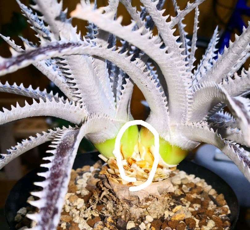 見本　途中で消します文頭ができるものと、まだできないものを載せました。ディッキア