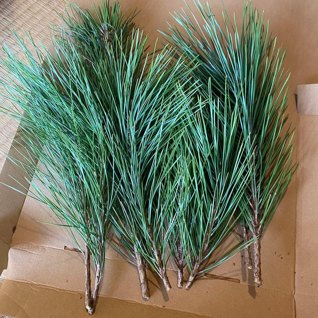 【みかん箱3箱ぱんぱん】松の枝セット 30cm前後目安　常温発送