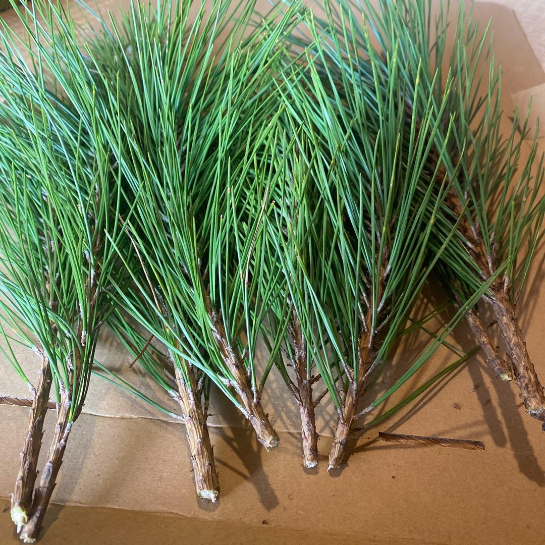 【みかん箱3箱ぱんぱん】松の枝セット 30cm前後目安　常温発送