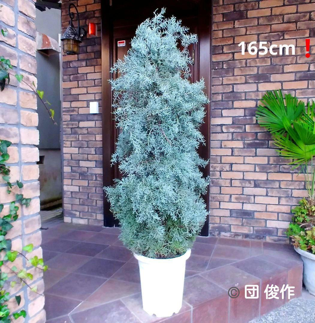 コニファーブルーアイス 苗木 大型165cm❗綺麗な葉色 シルバーブルー 優良株