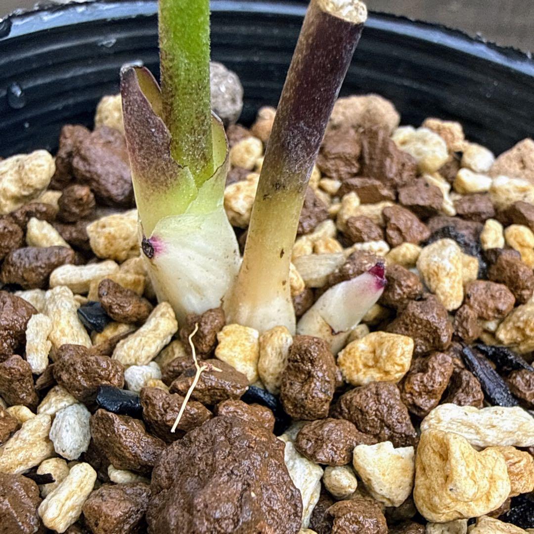 し*ら様 ■今季株分け■ 加藤農園 八咫烏交配 クリスマスローズ