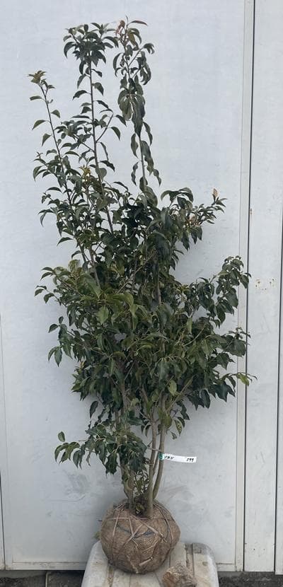 《現品》ソヨゴ　株立ち(雄雌不明株)　樹高1.5ｍ（根鉢含まず）599【苗木】