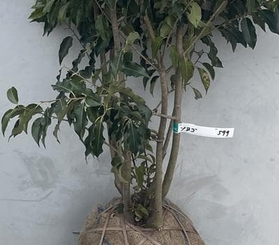 《現品》ソヨゴ　株立ち(雄雌不明株)　樹高1.5ｍ（根鉢含まず）599【苗木】