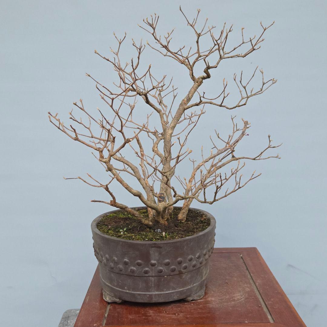 紫式部(コムラサキ)　[株立ち木]　中品盆栽