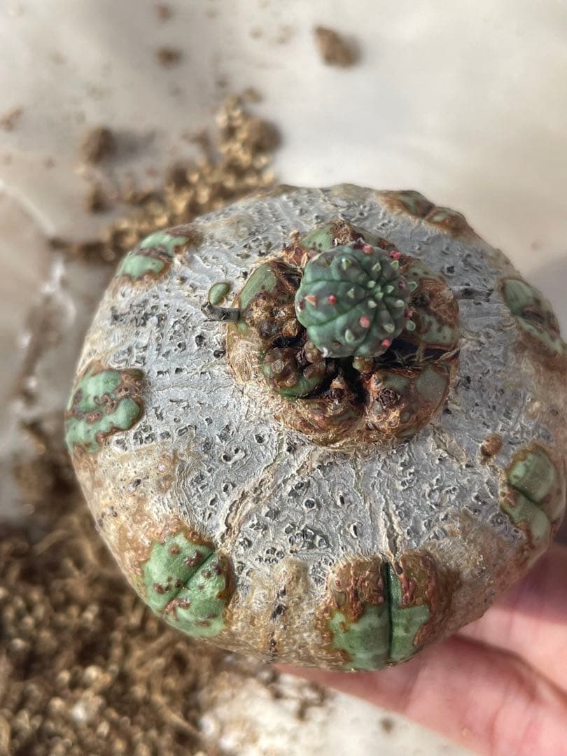 た*く様 オベサ 木質化 3号サイズ