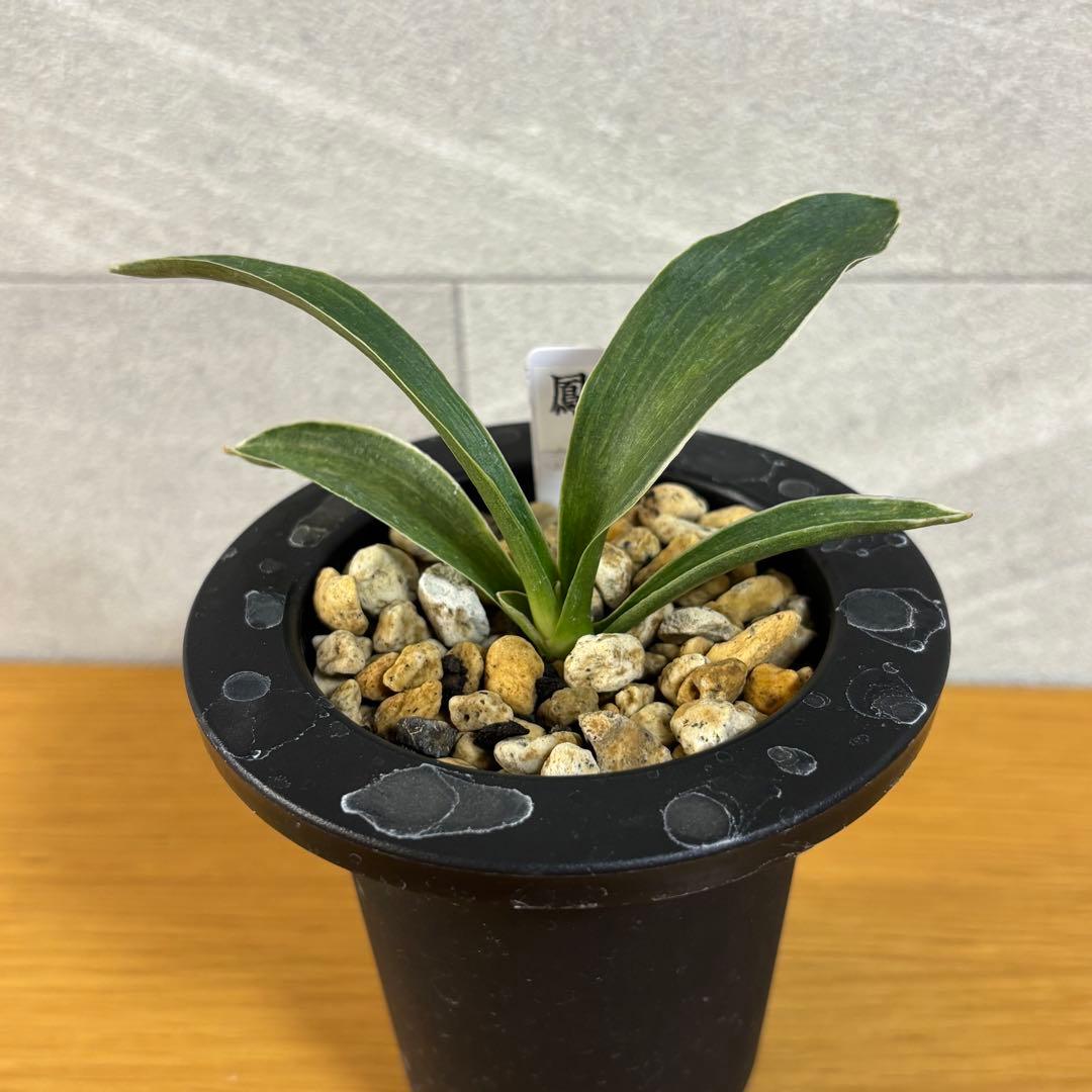 万年青　鳳　薄葉系　胡麻斑　銘鑑金文字