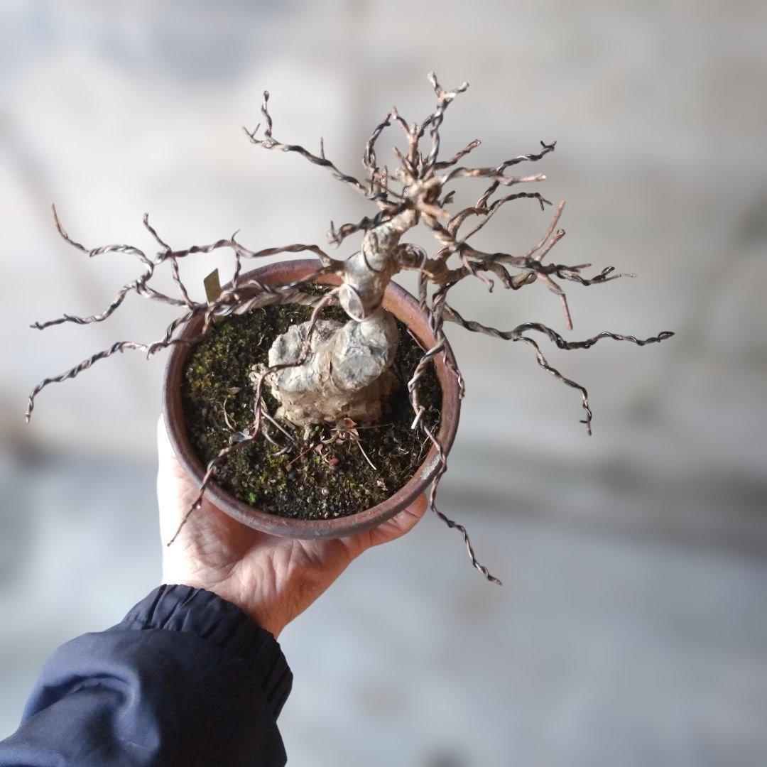 ミニ盆栽、盆栽、植木、植物、雑木、山野草、盆栽鉢